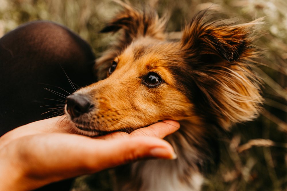 PersonalBranding Hundetrainerin Hamburg 2024 10 von 47