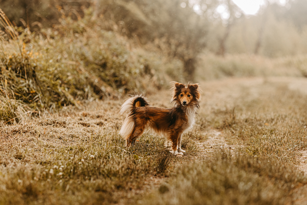 PersonalBranding Hundetrainerin Hamburg 2024 11 von 47