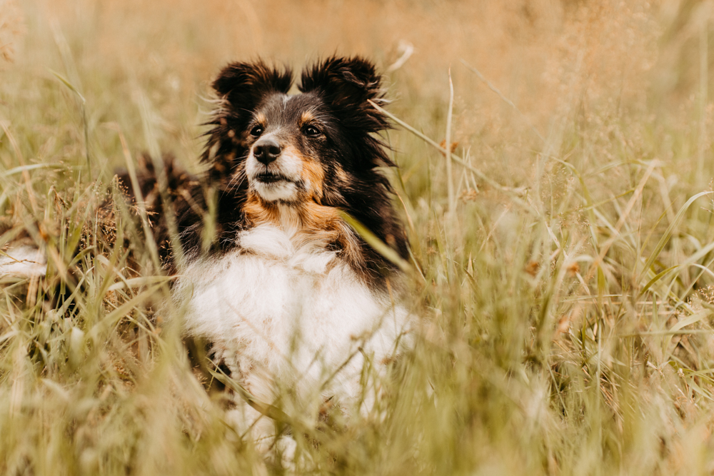 PersonalBranding Hundetrainerin Hamburg 2024 12 von 47