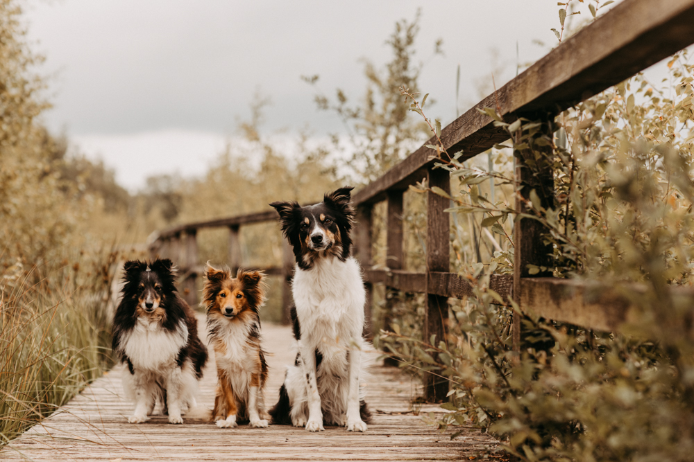 PersonalBranding Hundetrainerin Hamburg 2024 18 von 47