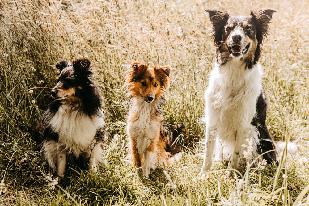 drei Hunde unterschiedlicher Größe sitzen im hohen Gras und schauen in die Kamera. Die Sonne scheint. 