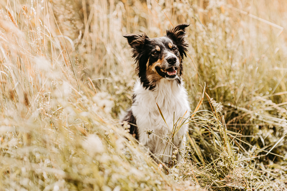 PersonalBranding Hundetrainerin Hamburg 2024 3 von 47