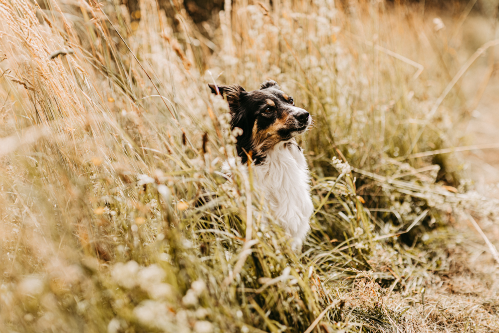 PersonalBranding Hundetrainerin Hamburg 2024 4 von 47