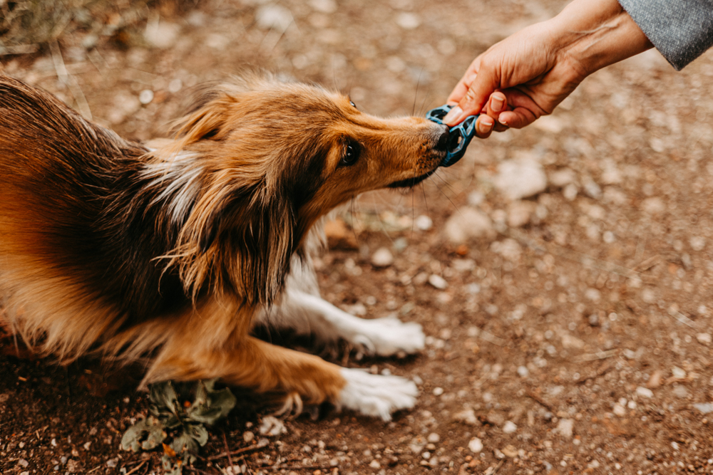 PersonalBranding Hundetrainerin Hamburg 2024 47 von 47