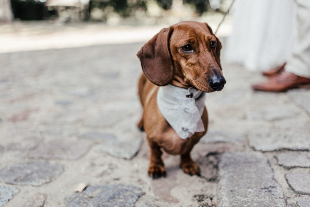 Hochzeit LL GutSteinwehr 2023 8 von 24