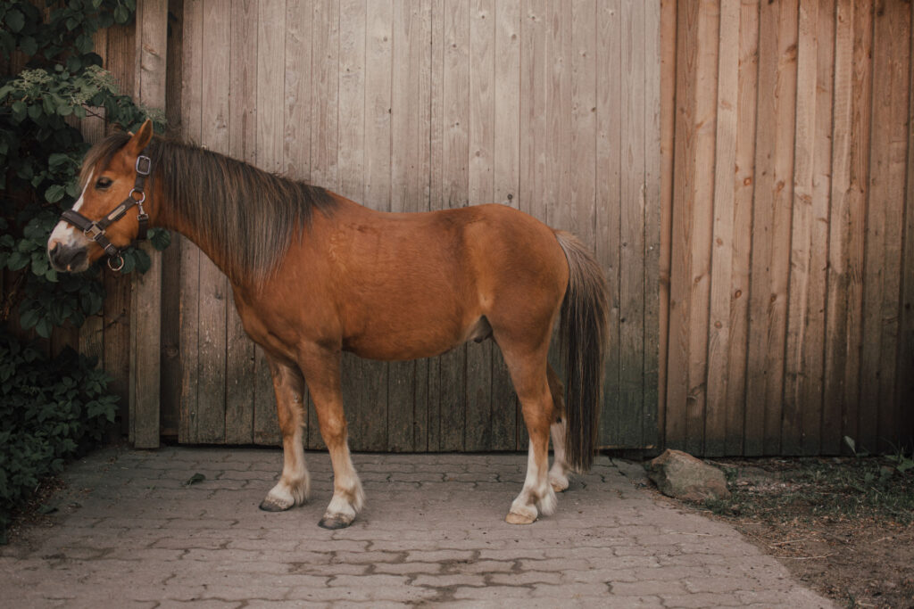 Personal Branding Flensburg Pferdetherapie Kira 460 von 500